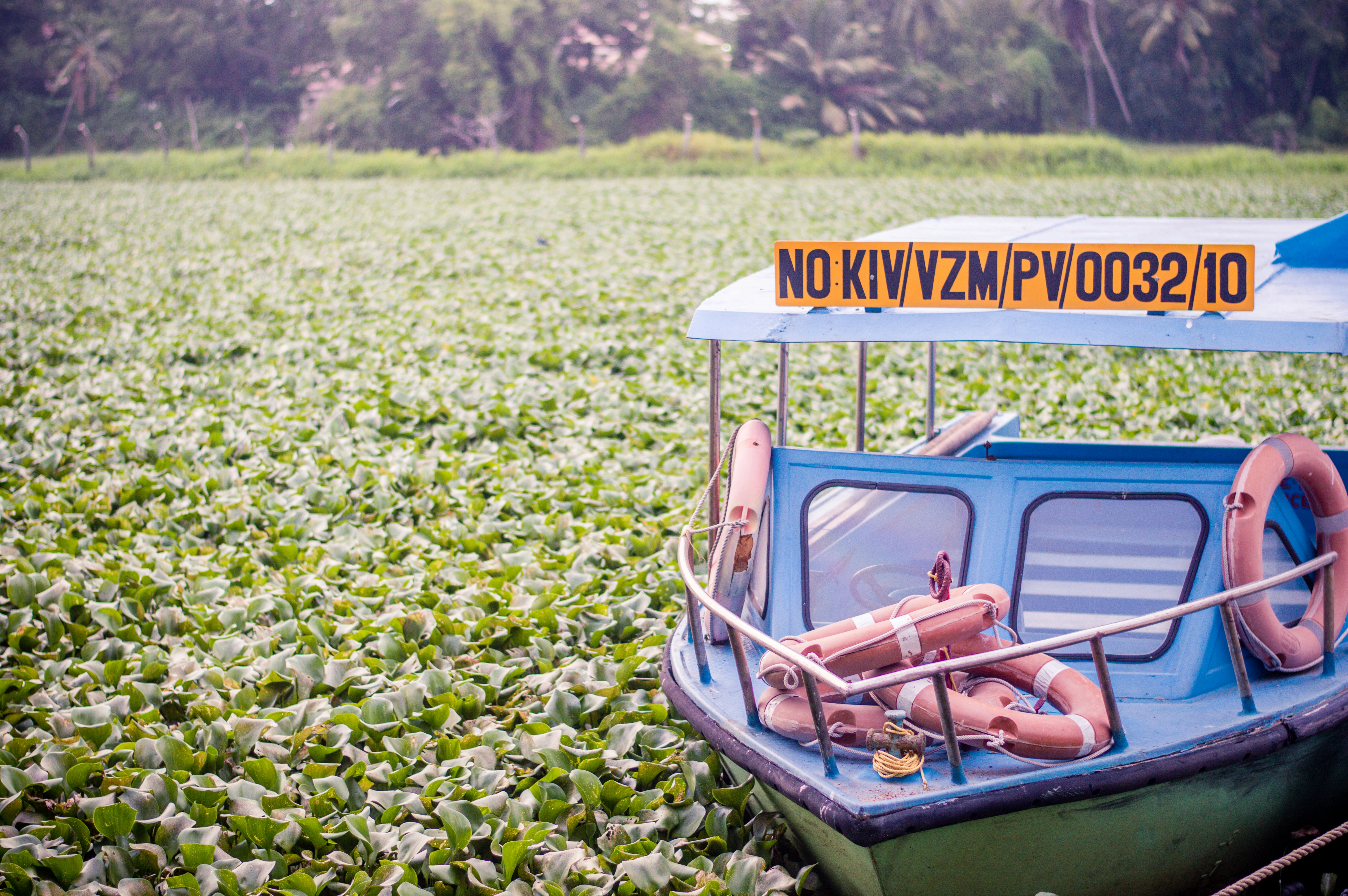 boat sailing and surrounded by plants